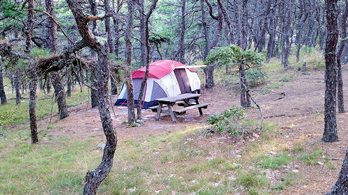 image of one of the secluded campsites at North of Highland making this Cape Cod campgrounds the preferred location for tent campers.