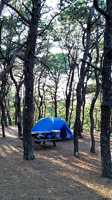 Cape Cod camping in a tent under the pine trees near the tip of Cape Cod