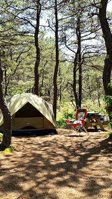 Experience Cape Cod camping surrounded by the forest of the Cape Cod National Seashore park