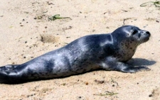 photo of a seal on one of the Cape Cod beaches in North Truro