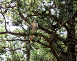 photo of Cape Cod camping showing a hawk sitting in the pine trees above one of the Cape Cod camping sites