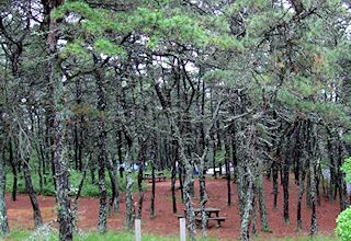 photo of some of the Cape Cod campsites at North of Higland Camping Area