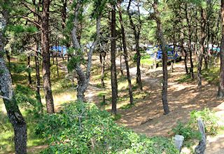 photo of North of Highland Camping Area showing how beautiful the Cape Cod campground is with pine trees and a walking path