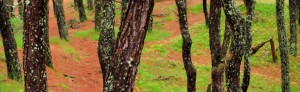 photo of pine trees path between campsites at Cape Cod camping in North of Highland Camping Area