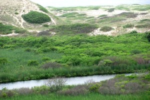 photo of Salt Meadow on Head of the Meadow Cape Cod Bike Trails