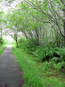 photo of Cape Cod Bike Trails - Head of the Meadow in North Truro with lush plants and trees